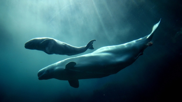 Aurora, a 20-year-old Beluga whale, swims with her calf at the Vancouver Aquarium in Vancouver, B.C., in 2009.
